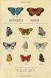 Cover art for BUTTERFLY PEOPLE