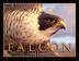 Cover art for FALCON